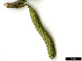 SpeciesSub: subsp. albosinensis SpeciesSub: subsp. albosinensis